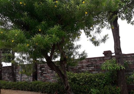 實踐社會共融 東聯化學響應社區環境綠美化